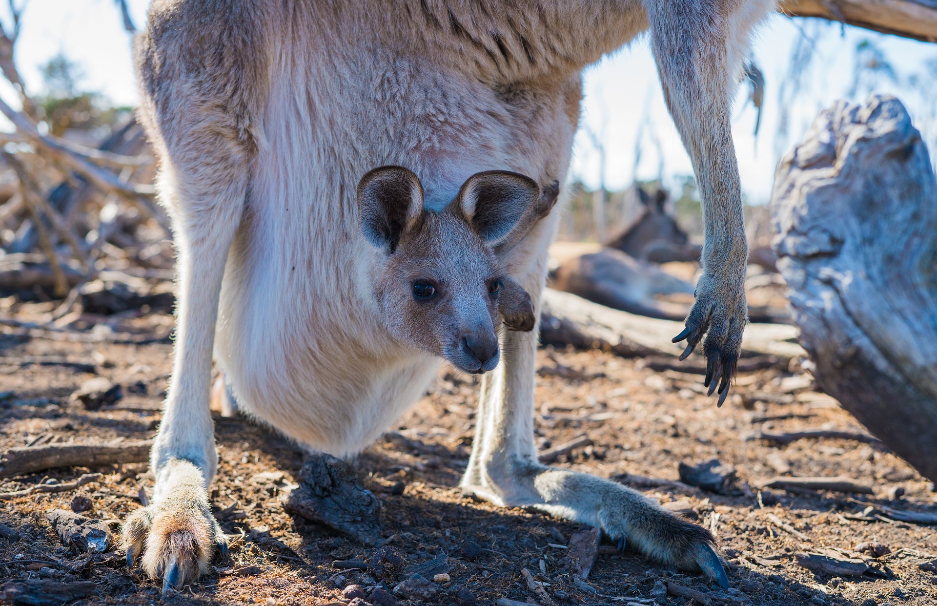 Chustonoszenie jest analogiczne do noszenia dziecka w kieszonce przez kangura